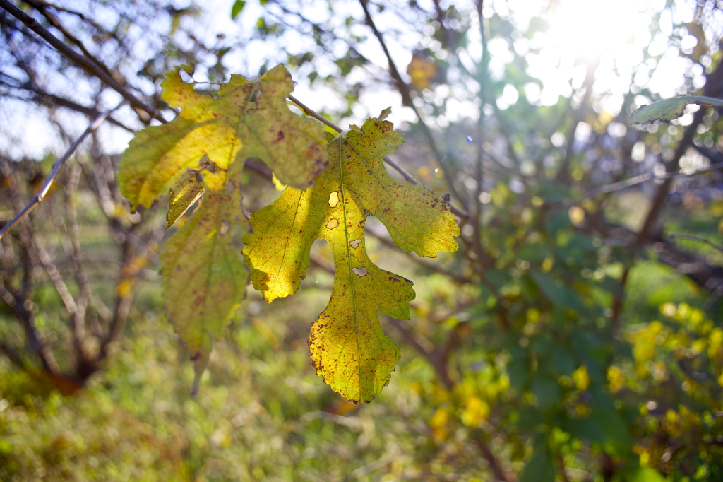 陽が傾いて　逆光