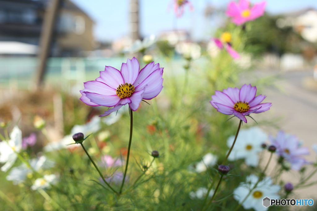 秋桜（コスモス）