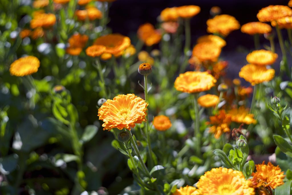 M42 YASHINONレンズだよーん