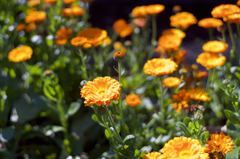 M42 YASHINONレンズだよーん