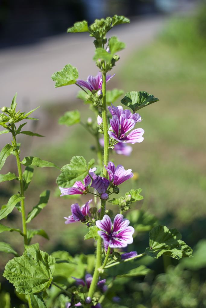 M42 YASHINONレンズだよーん