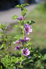 M42 YASHINONレンズだよーん