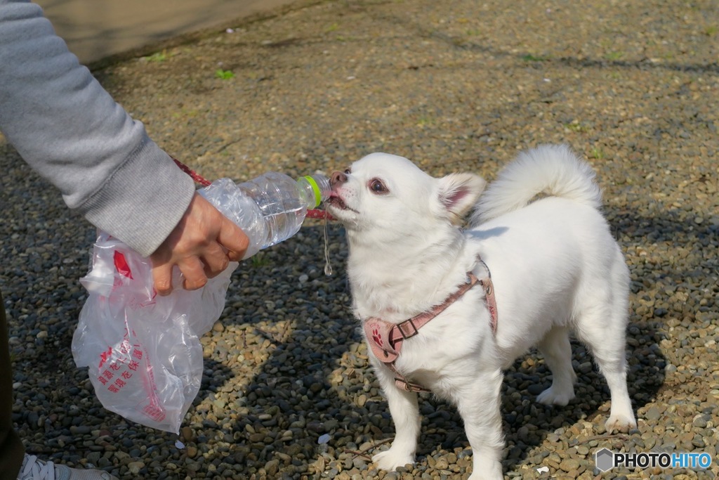 シーちゃんとお花見