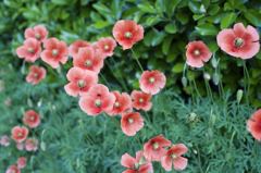 ARマウントのコニカだよーん