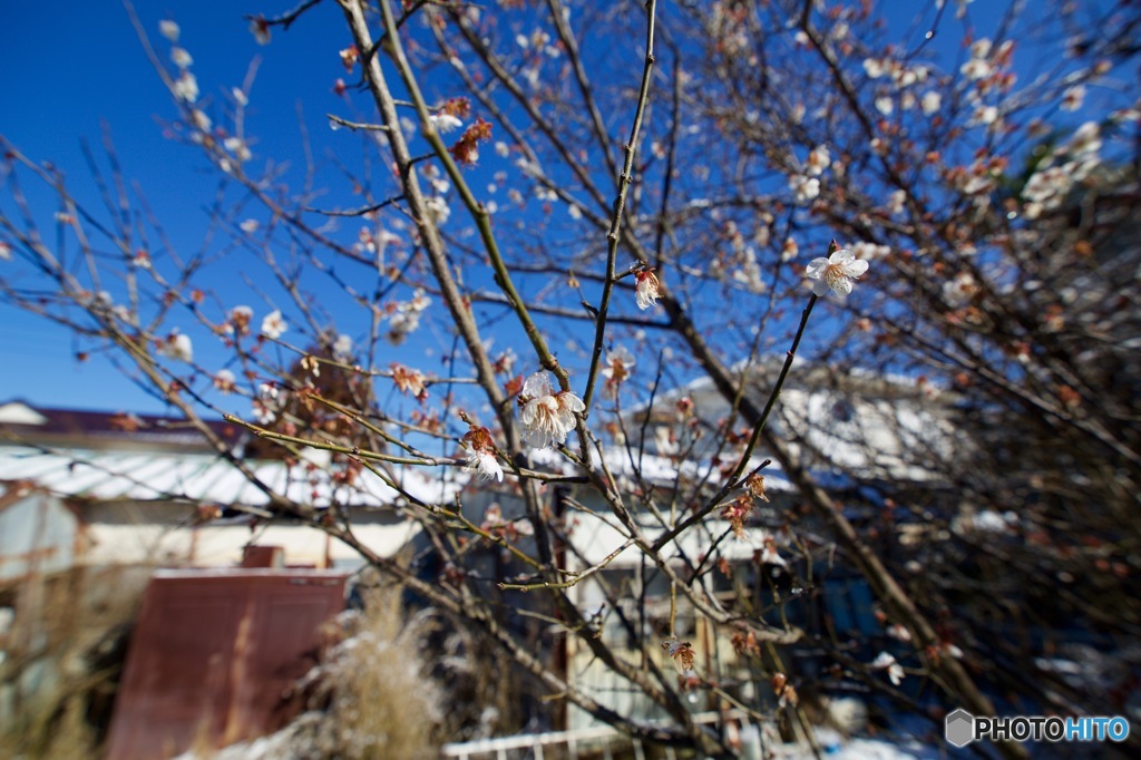 雪の残った朝に