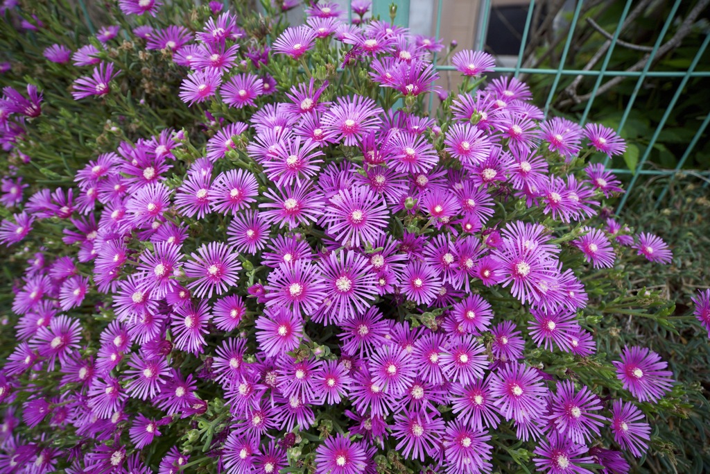 初撮影 ドン曇りだよーん