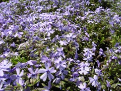 CONTAX Tvs DIGITALだよーん