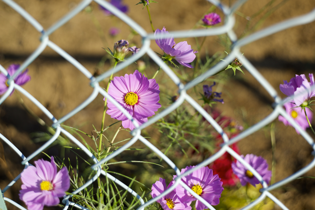 秋晴れ　M42レンズだよ〜ん