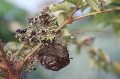 オールドレンズ２　雨上がりにて