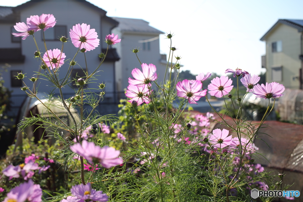 秋桜（コスモス）