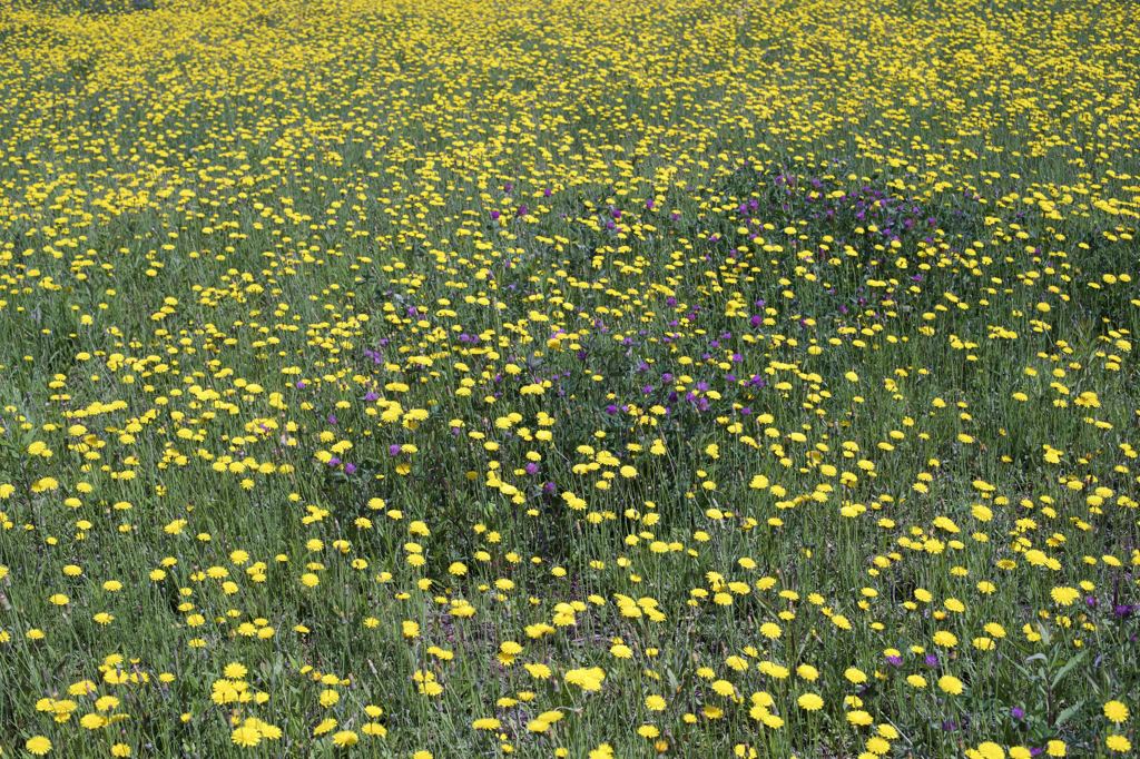 寄れるレンズは最高だよーん