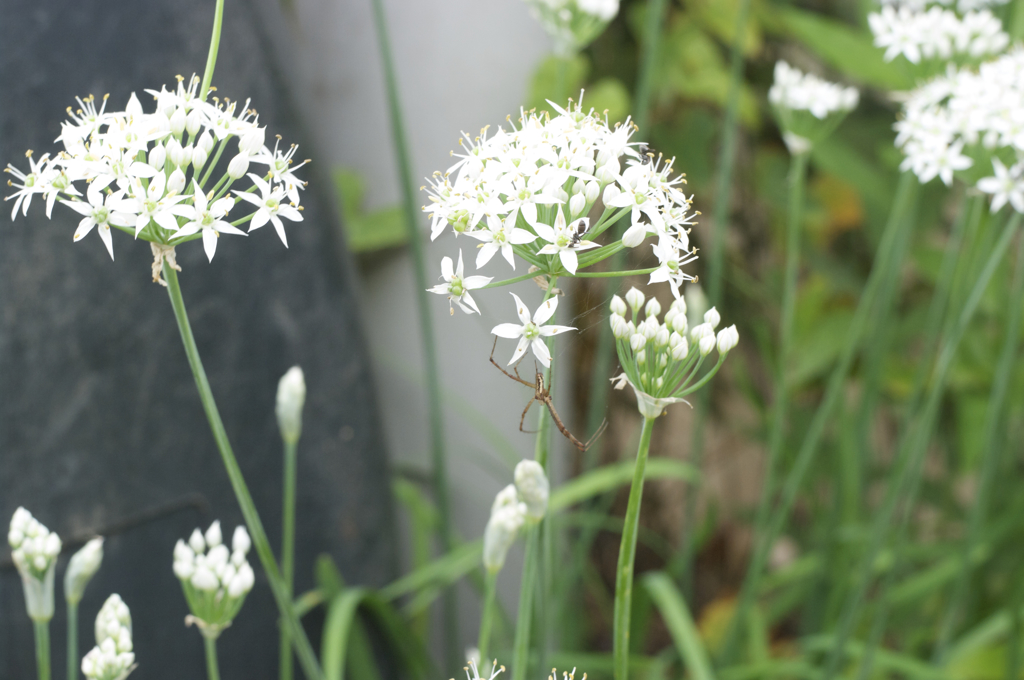 オールドレンズ