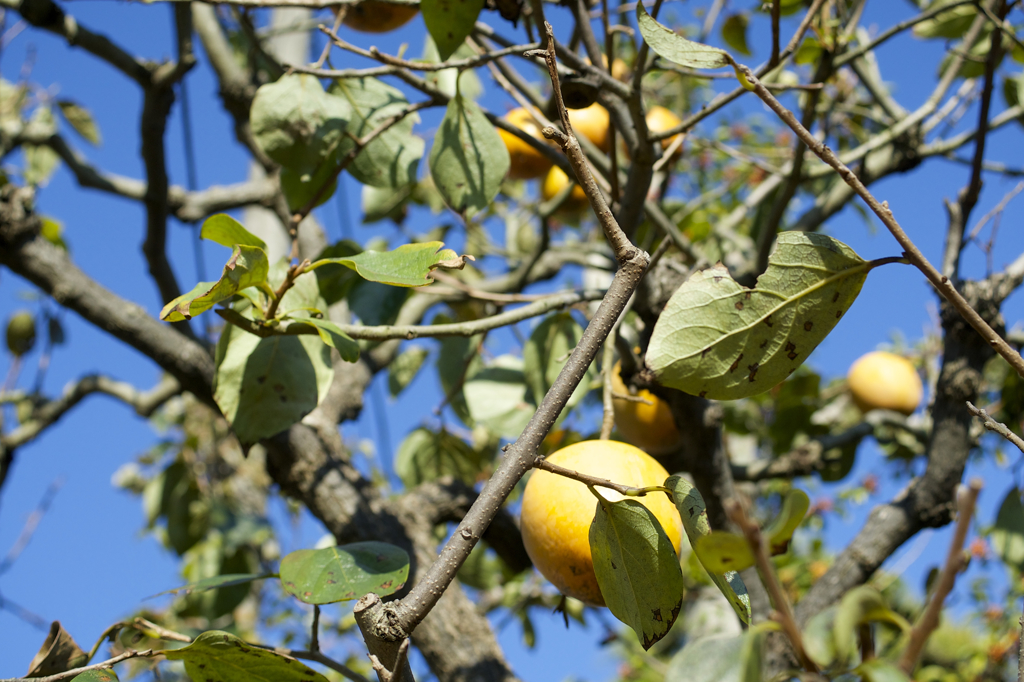 POLARIZERフィルターで