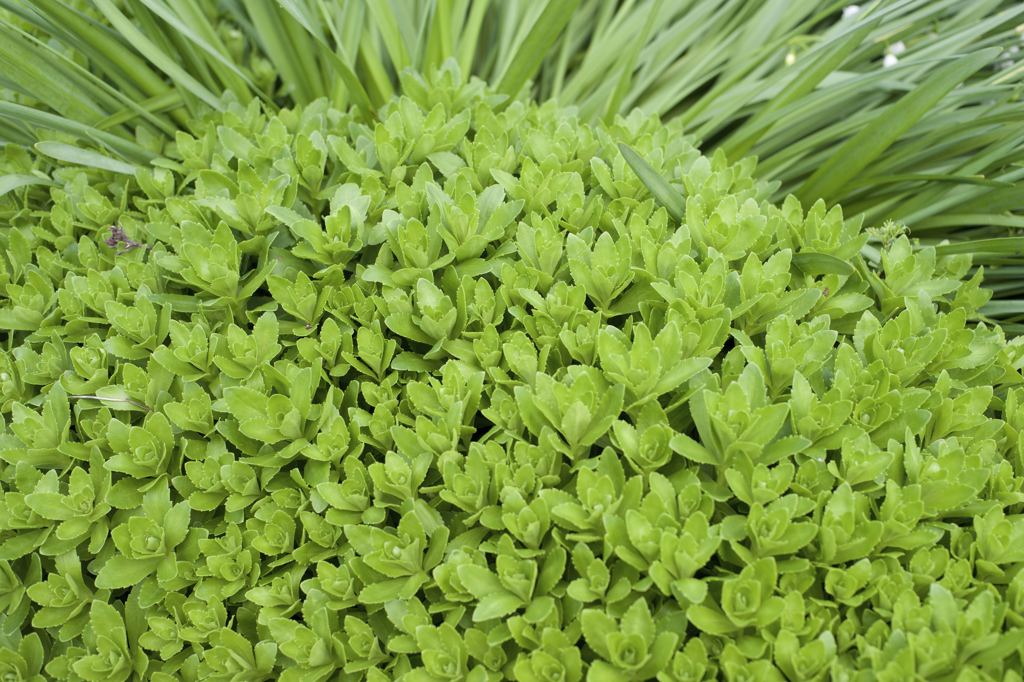 ARマウントのコニカだよーん