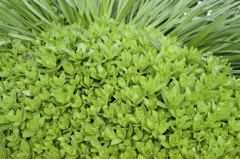 ARマウントのコニカだよーん