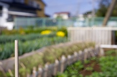 雨上がり　オールドレンズ