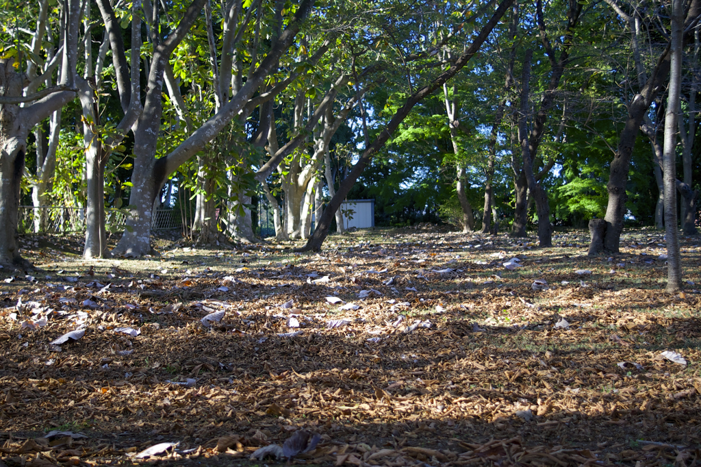 POLARIZERフィルターで