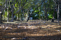 POLARIZERフィルターで