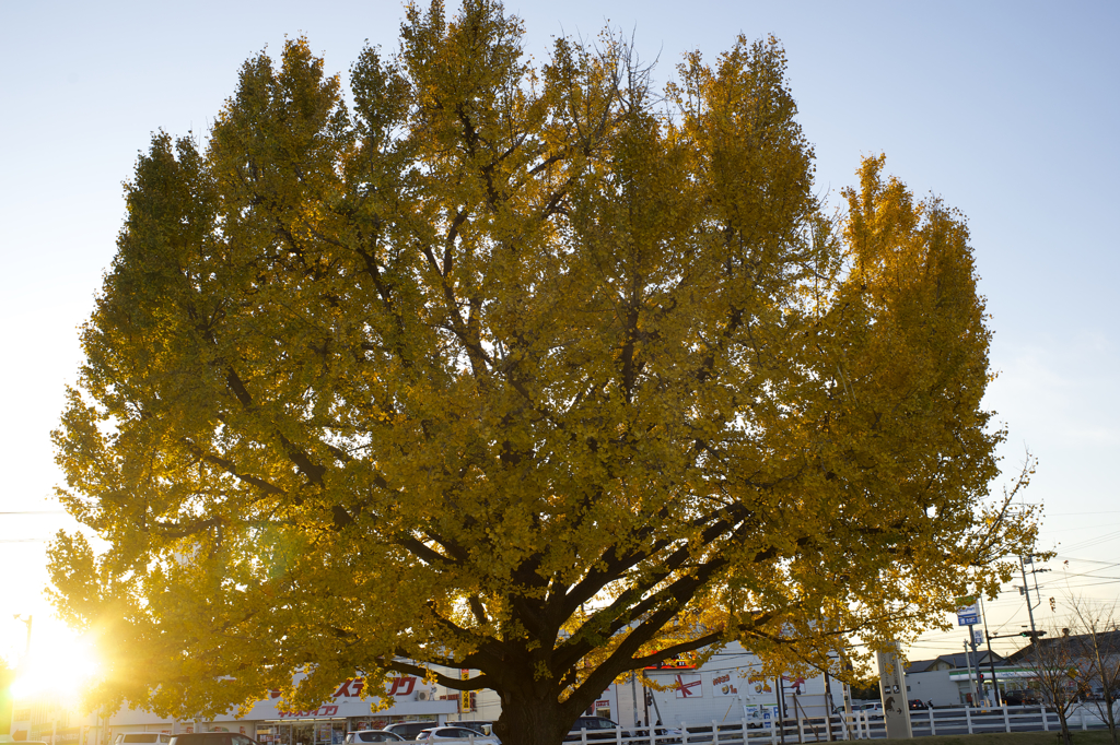 オールドレンズ　銀杏