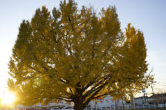 オールドレンズ　銀杏