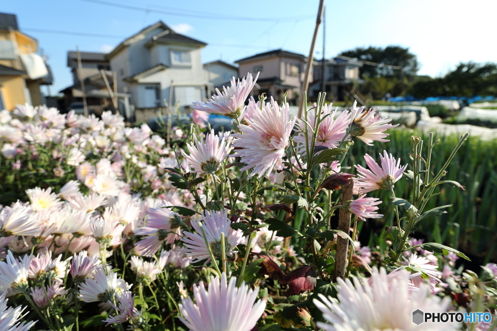 秋・・・菊だよーん