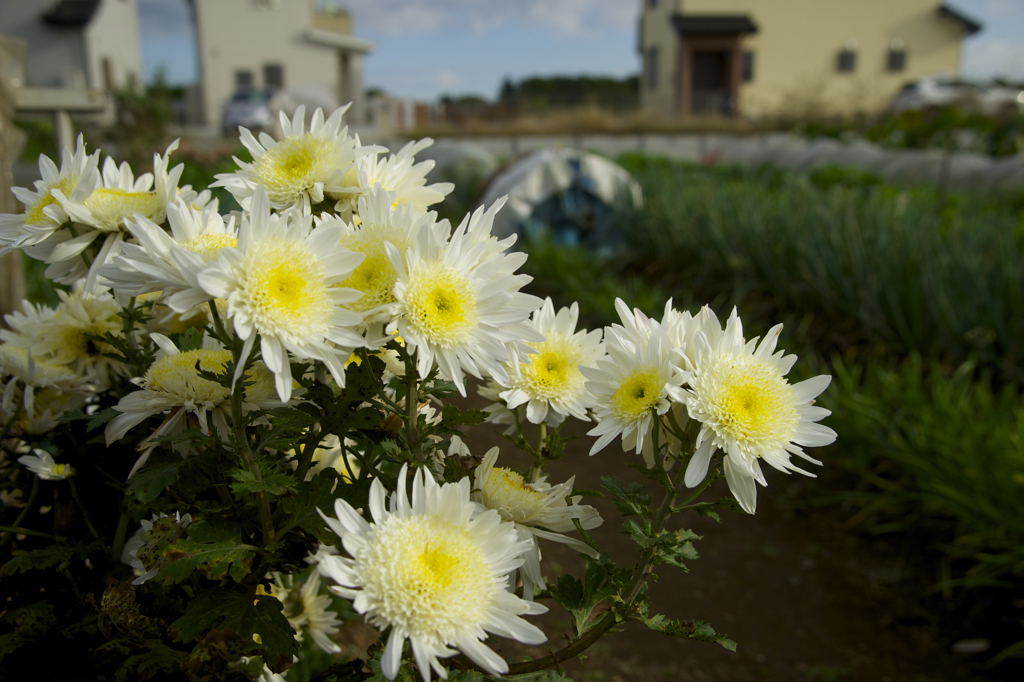 お散歩　初撮影