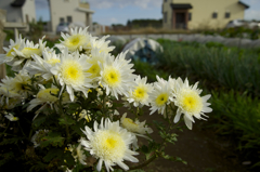 お散歩　初撮影