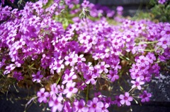 風が邪魔だよーん