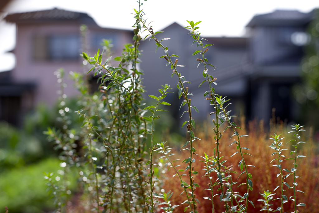 秋本番　オールドレンズで
