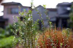 秋本番　オールドレンズで