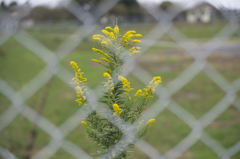 台風の前に　オールドレンズ