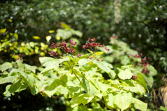 散歩　AF F1.4で秋本番を楽しむ