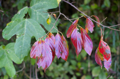 散歩　AF F1.4で秋本番を楽しむ