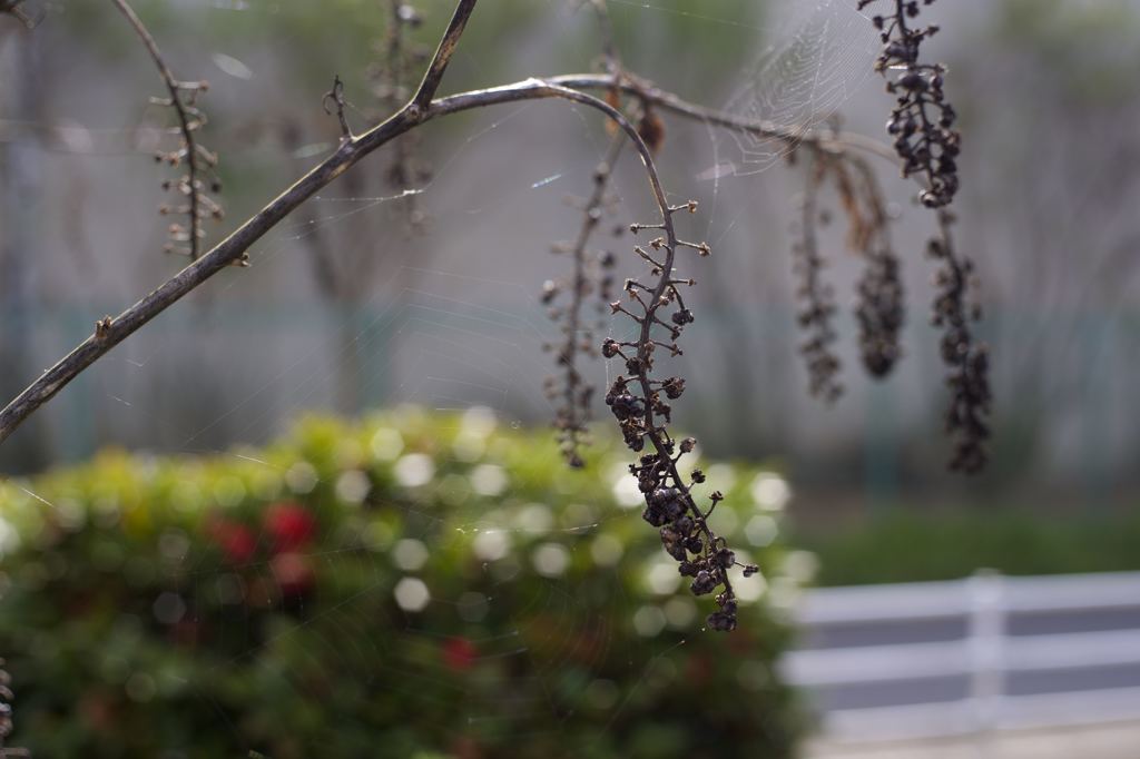 ARマウントのコニカだよーん