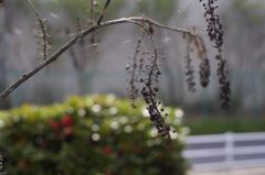 ARマウントのコニカだよーん