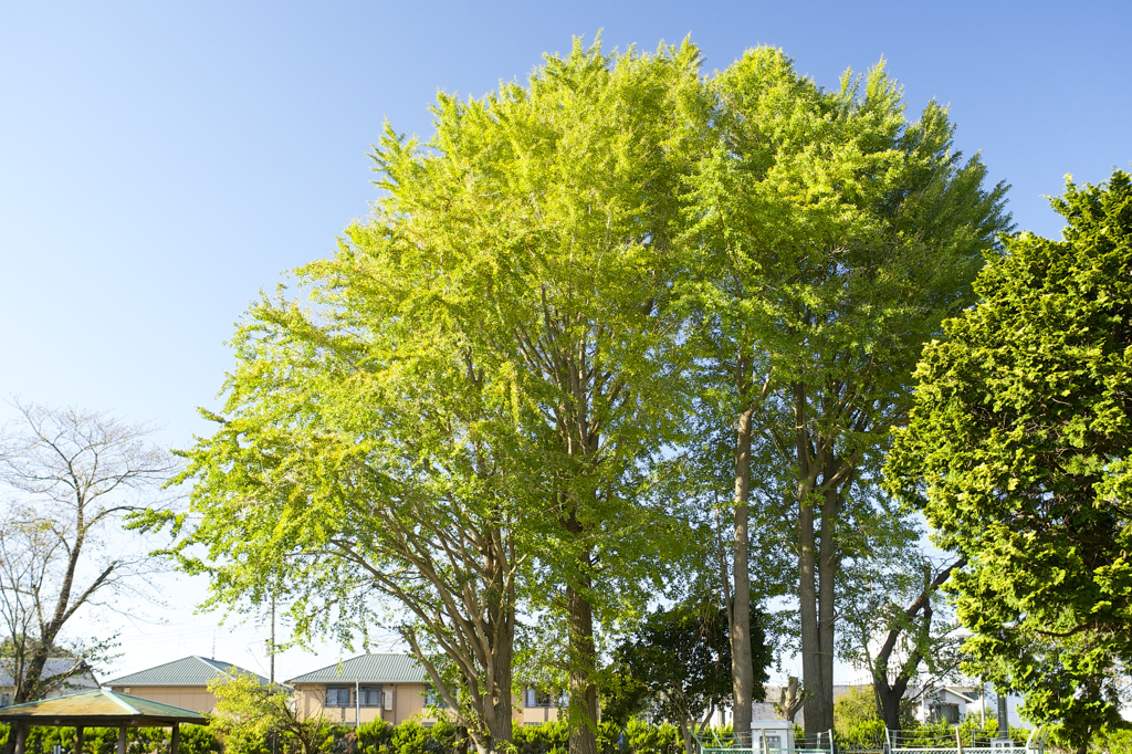 POLARIZERフィルターで