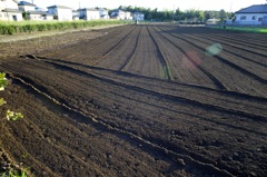 陽が傾いて　逆光