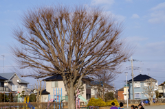 日差しは春 オールドカメラで