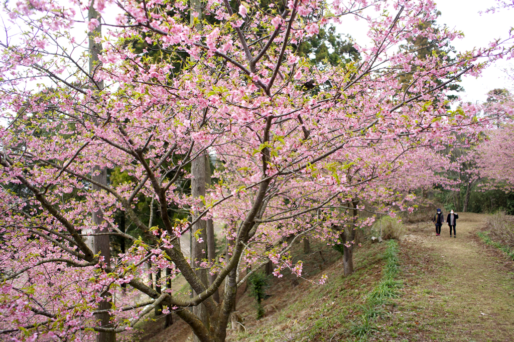 「平成の花咲か爺」に感謝