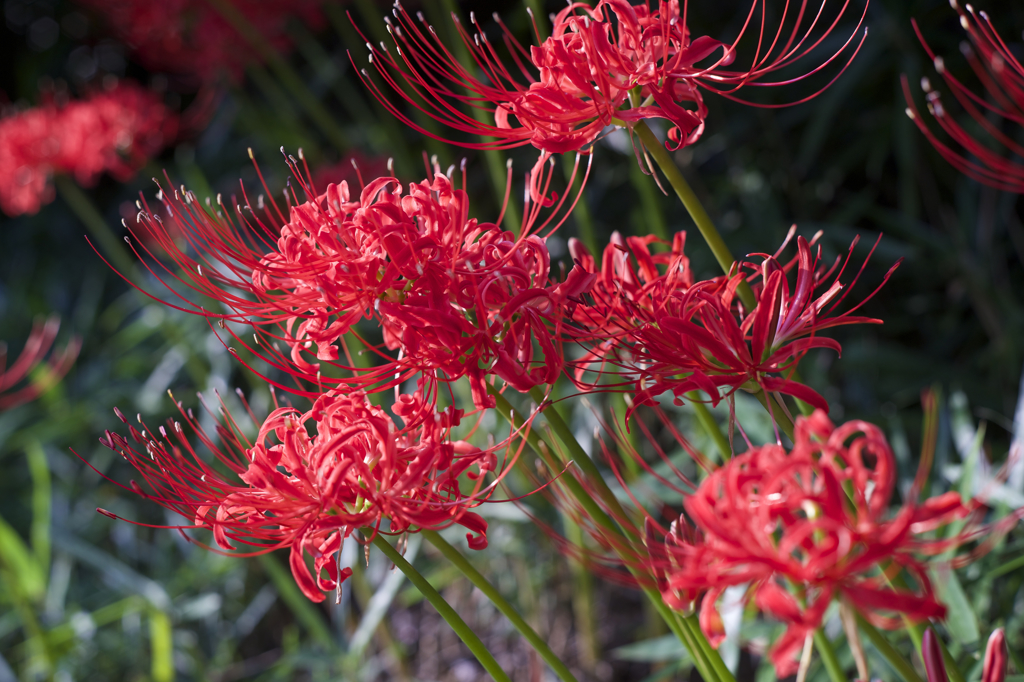α７とオールドレンズ