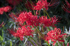 α7とオールドレンズ