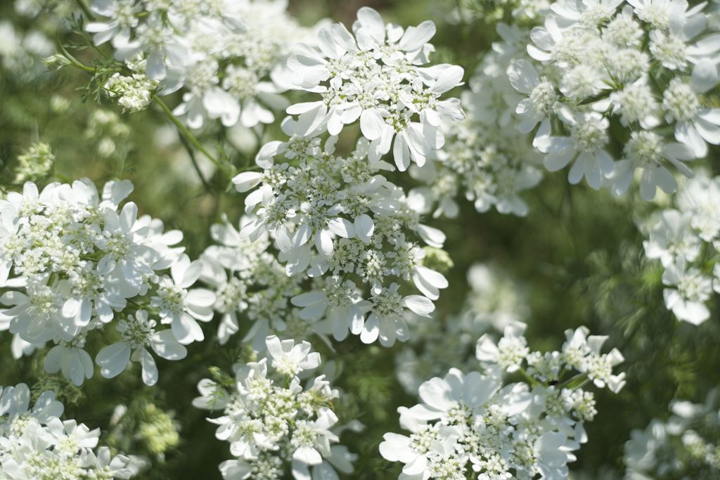 M42 YASHINONレンズだよーん