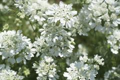 M42 YASHINONレンズだよーん