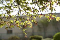 ARマウントのコニカだよーん