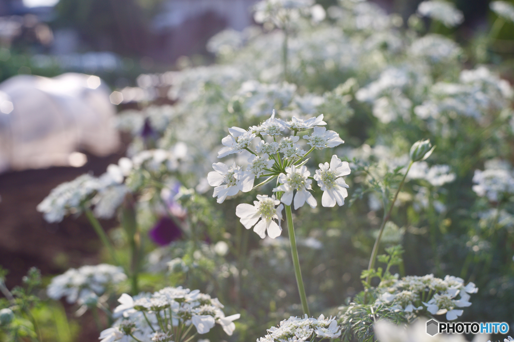 オールドレンズ YASHINONだよーん