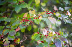 散歩　AF F1.4で秋本番を楽しむ