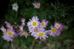 お散歩　初撮影