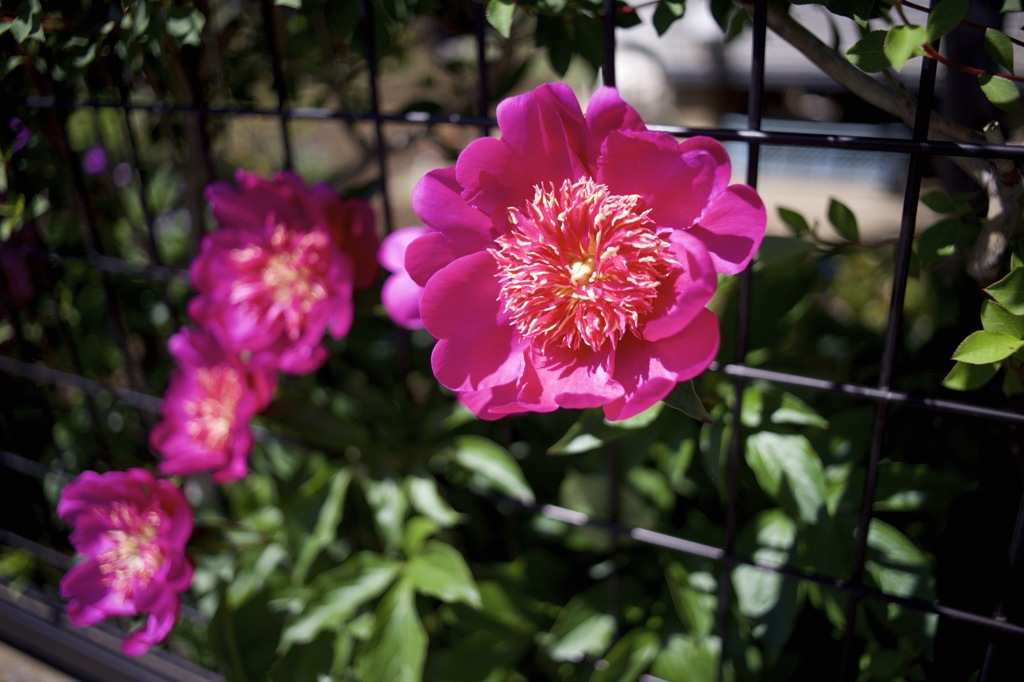 ミノルタのオールドレンズだよーん