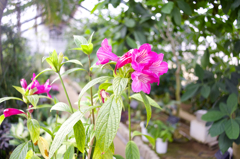 花植木センター ２