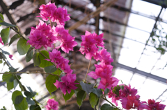 千葉県花植木センターにて